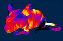Computational simulation of EM exposure in rodents