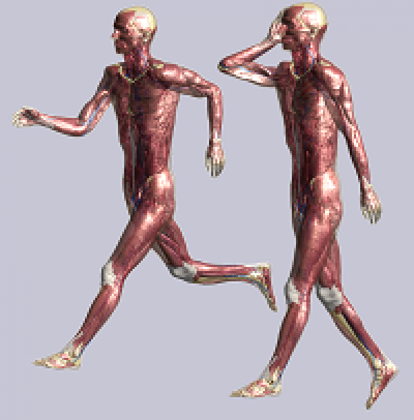 Anatomical Models » IT'IS Foundation